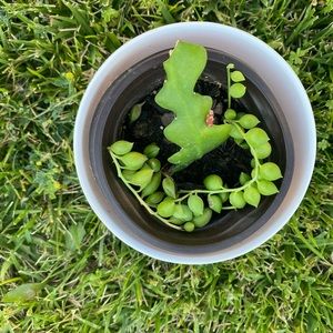 Fishbone cactus plant and string of teardrops, beautiful and easy to grow.